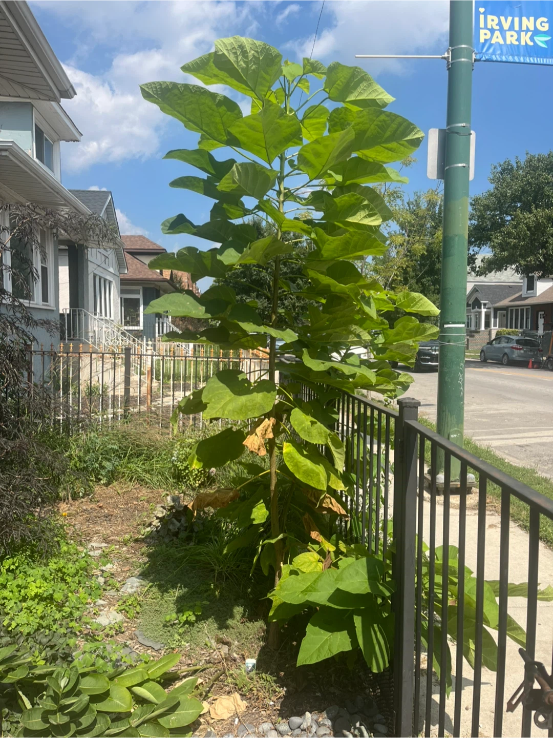 Free catalpa tree