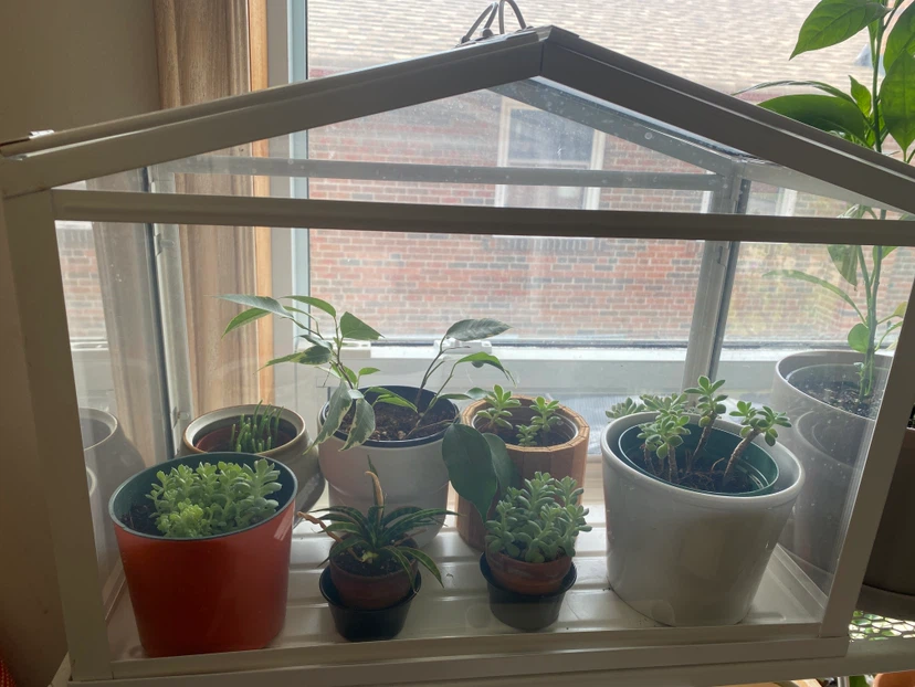 Mini Greenhouse with Assorted Plants