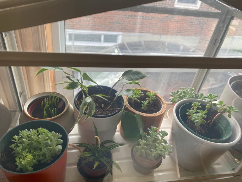 Mini Greenhouse with Assorted Plants - photo 2