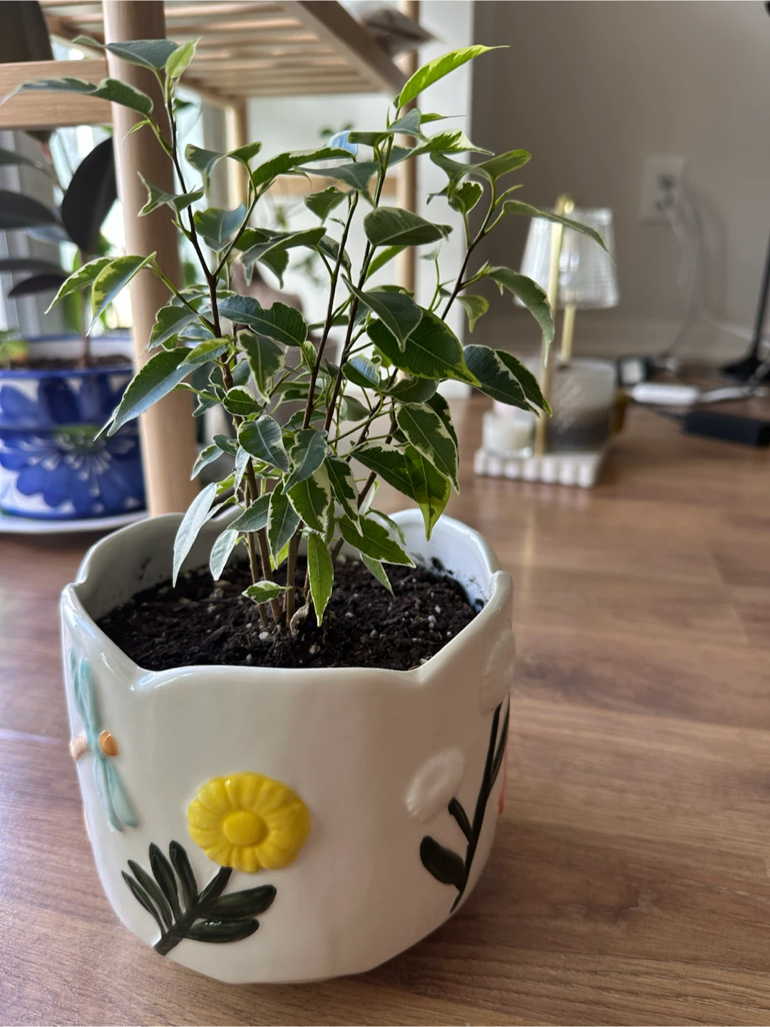 Ficus Benjamina Plant in a cute pot