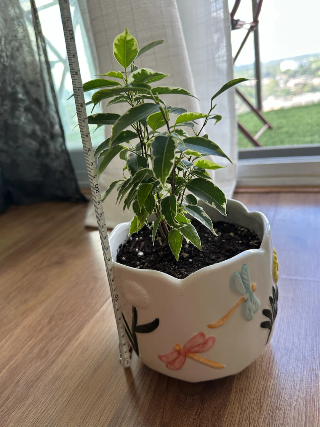 Ficus Benjamina Plant in a cute pot - photo 2