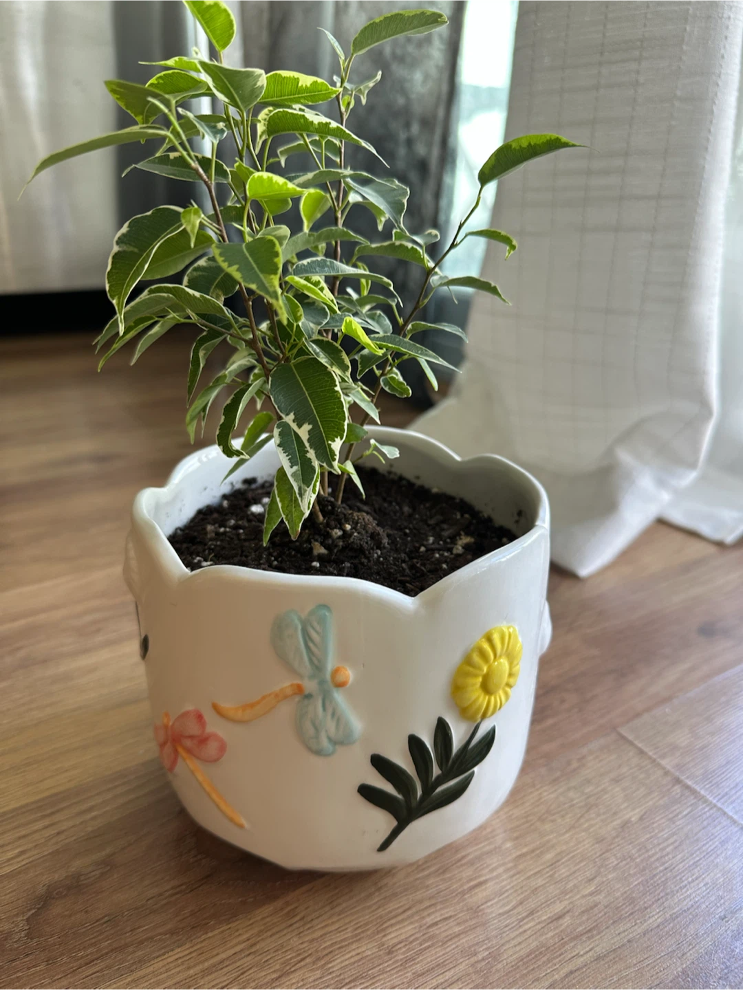 Ficus Benjamina Plant in a cute pot - photo 3