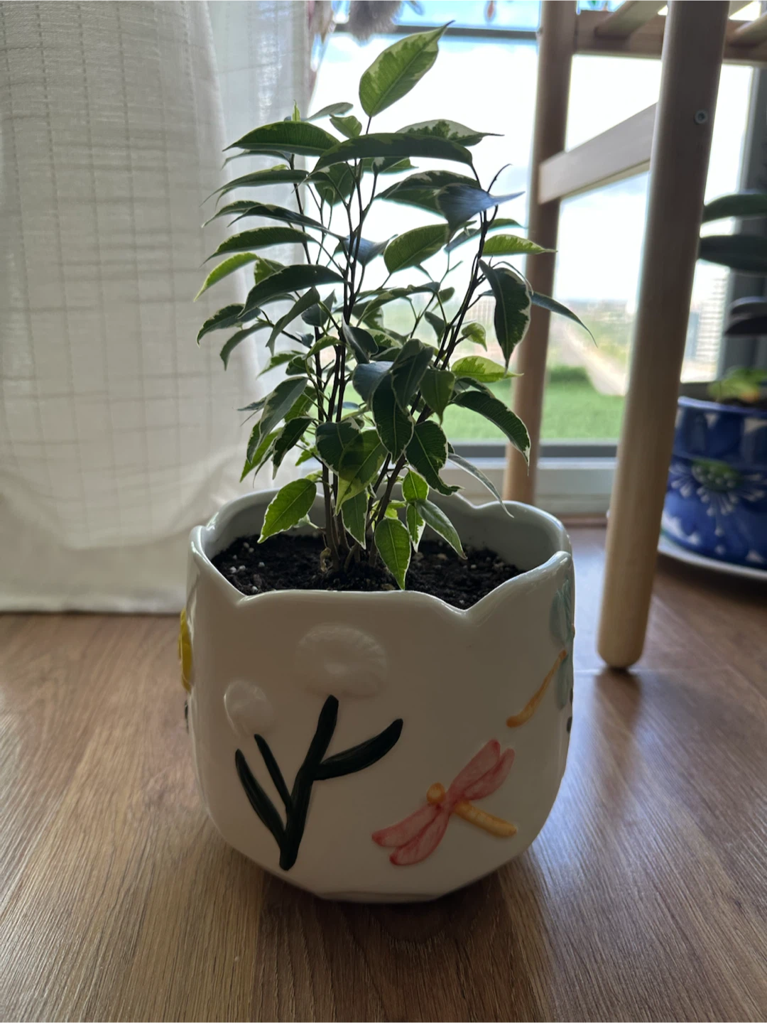 Ficus Benjamina Plant in a cute pot - photo 4
