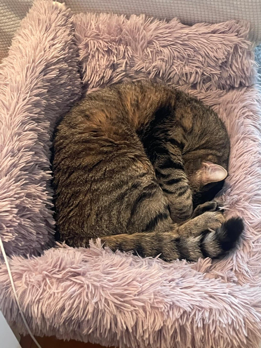 Mewoofun Haven Elevated Cat & Dog Bed - photo 3