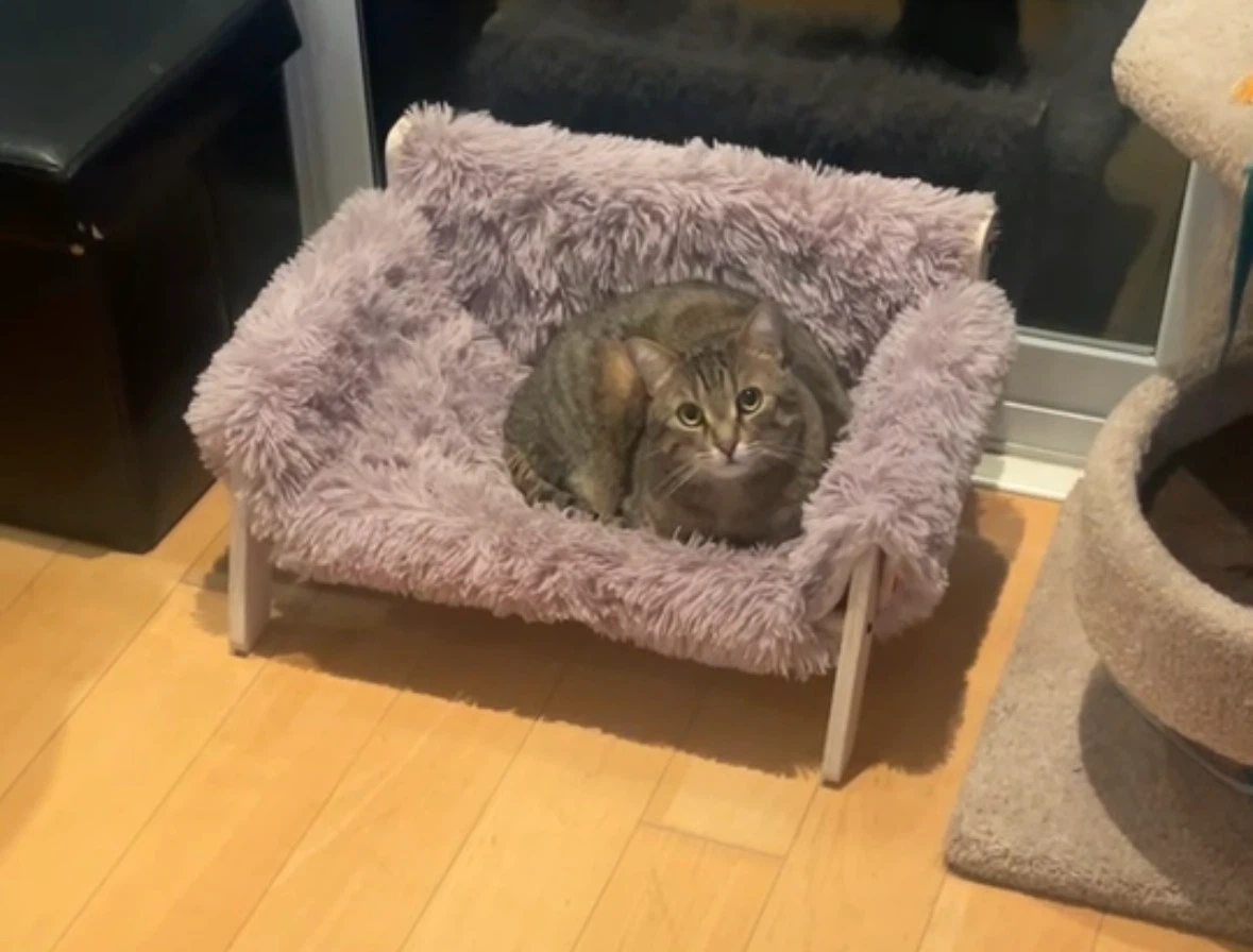 Mewoofun Haven Elevated Cat & Dog Bed - photo 2