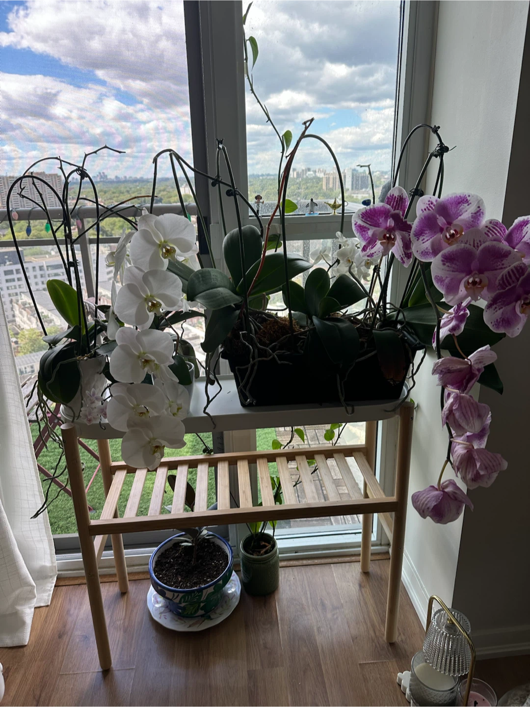 Ikea Plant Stand / Side Table Bundle with 7 Orchids