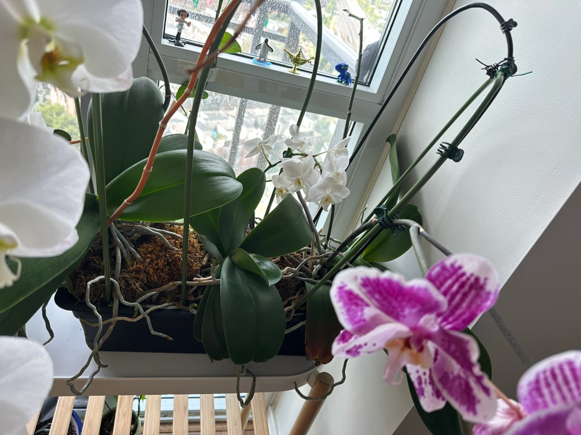 Ikea Plant Stand / Side Table Bundle with 7 Orchids - photo 3