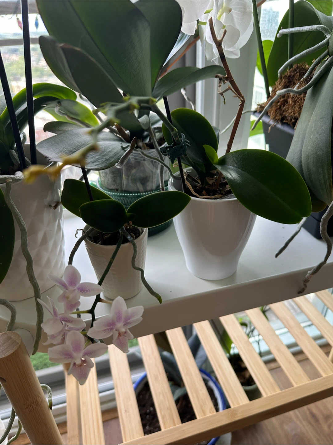 Ikea Plant Stand / Side Table Bundle with 7 Orchids - photo 4
