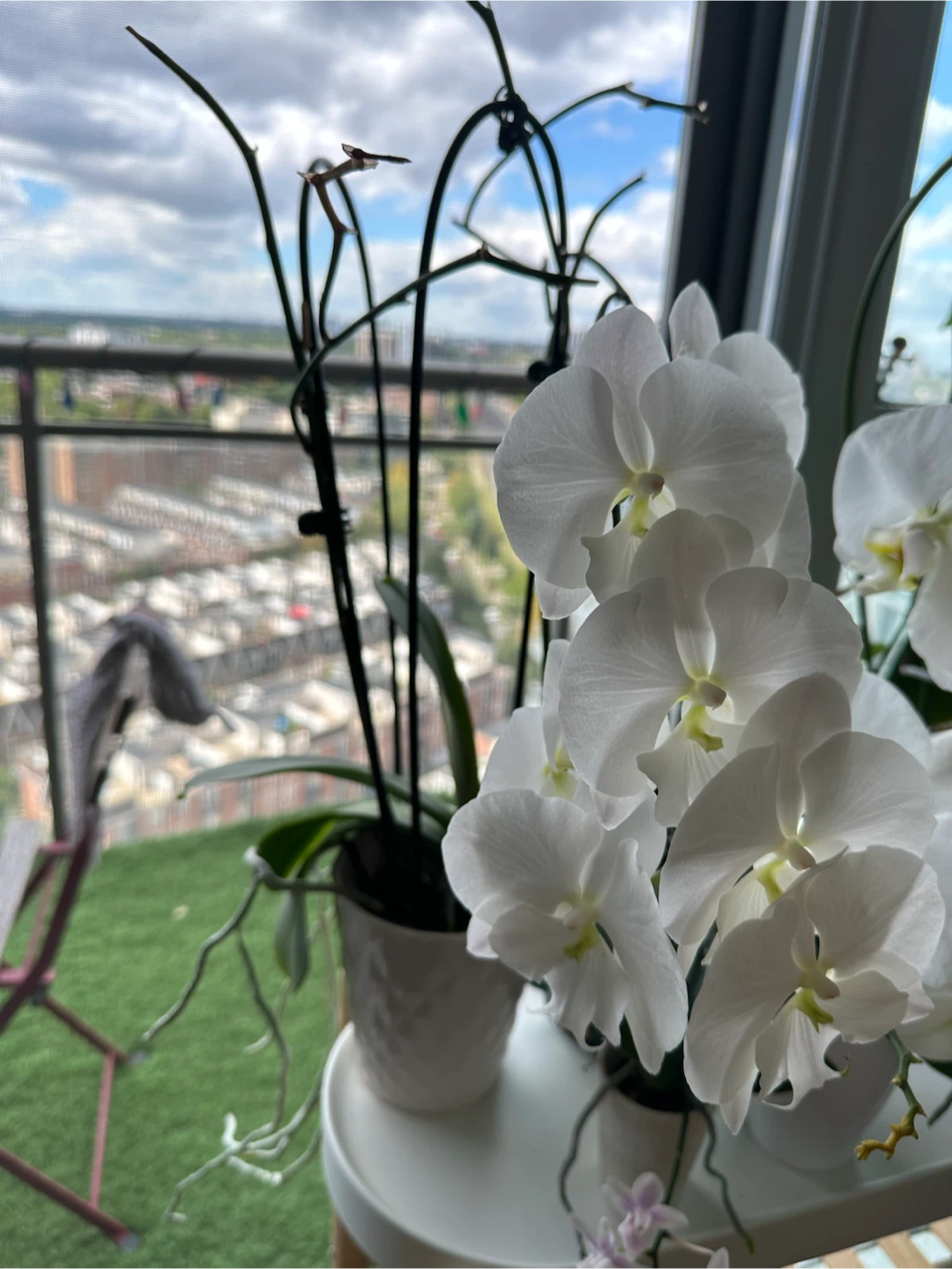 Ikea Plant Stand / Side Table Bundle with 7 Orchids - photo 5