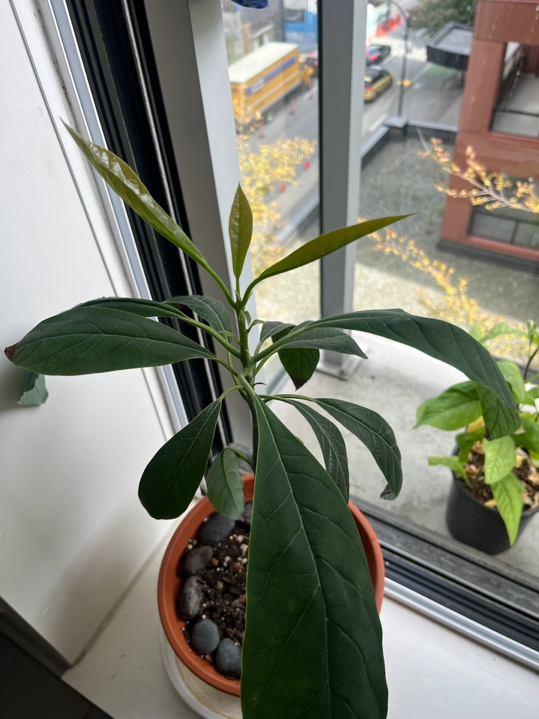 Avocado Plant in Terracotta Pot