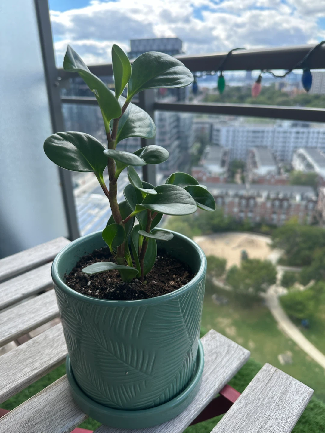 Peperomia Obtusifolia in Green Ceramic Pot