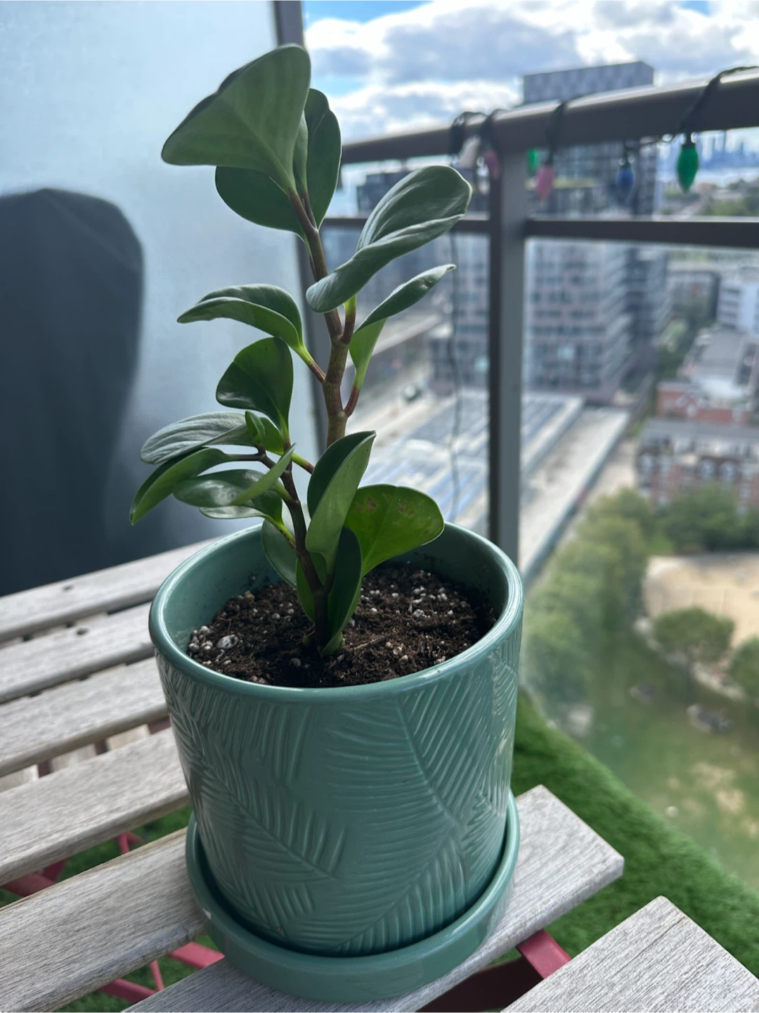 Peperomia Obtusifolia in Green Ceramic Pot - photo 2