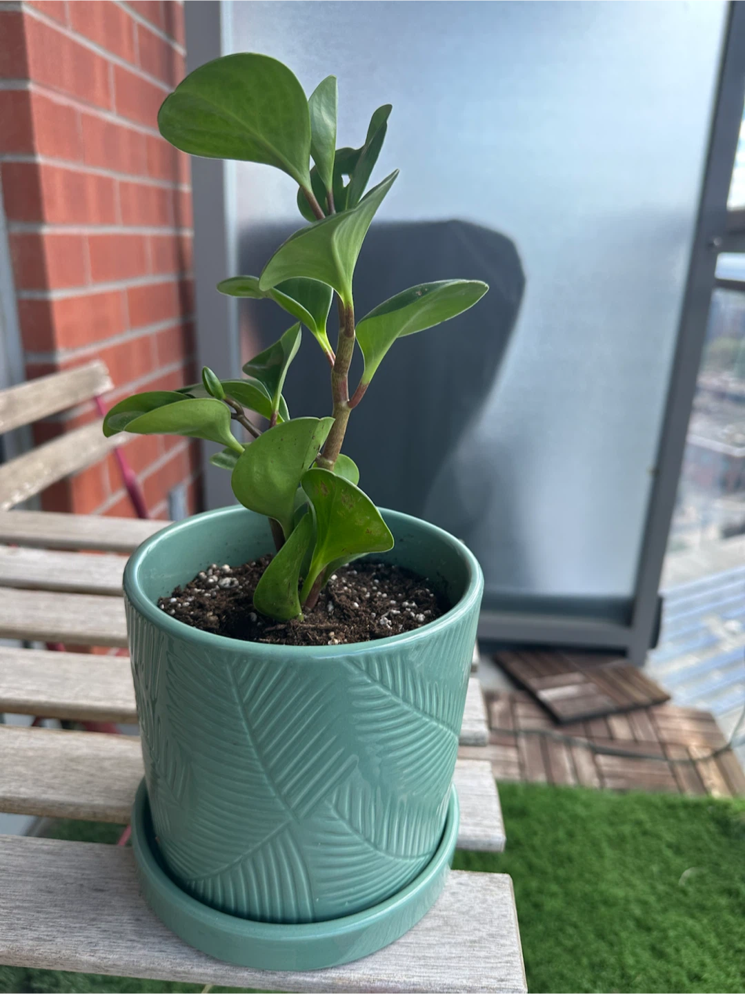 Peperomia Obtusifolia in Green Ceramic Pot - photo 3