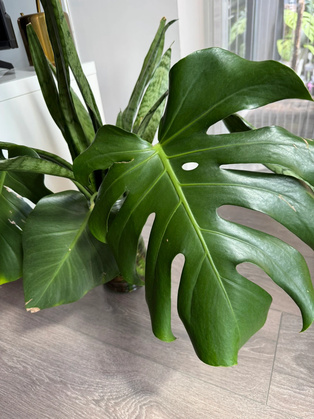 Monstera Deliciosa (Water Propagated)