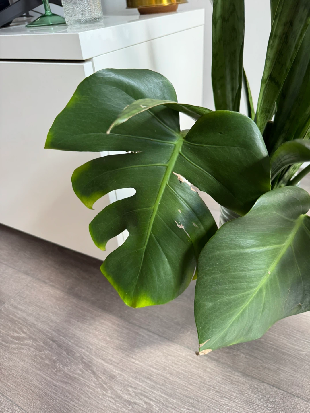 Monstera Deliciosa (Water Propagated) - photo 2