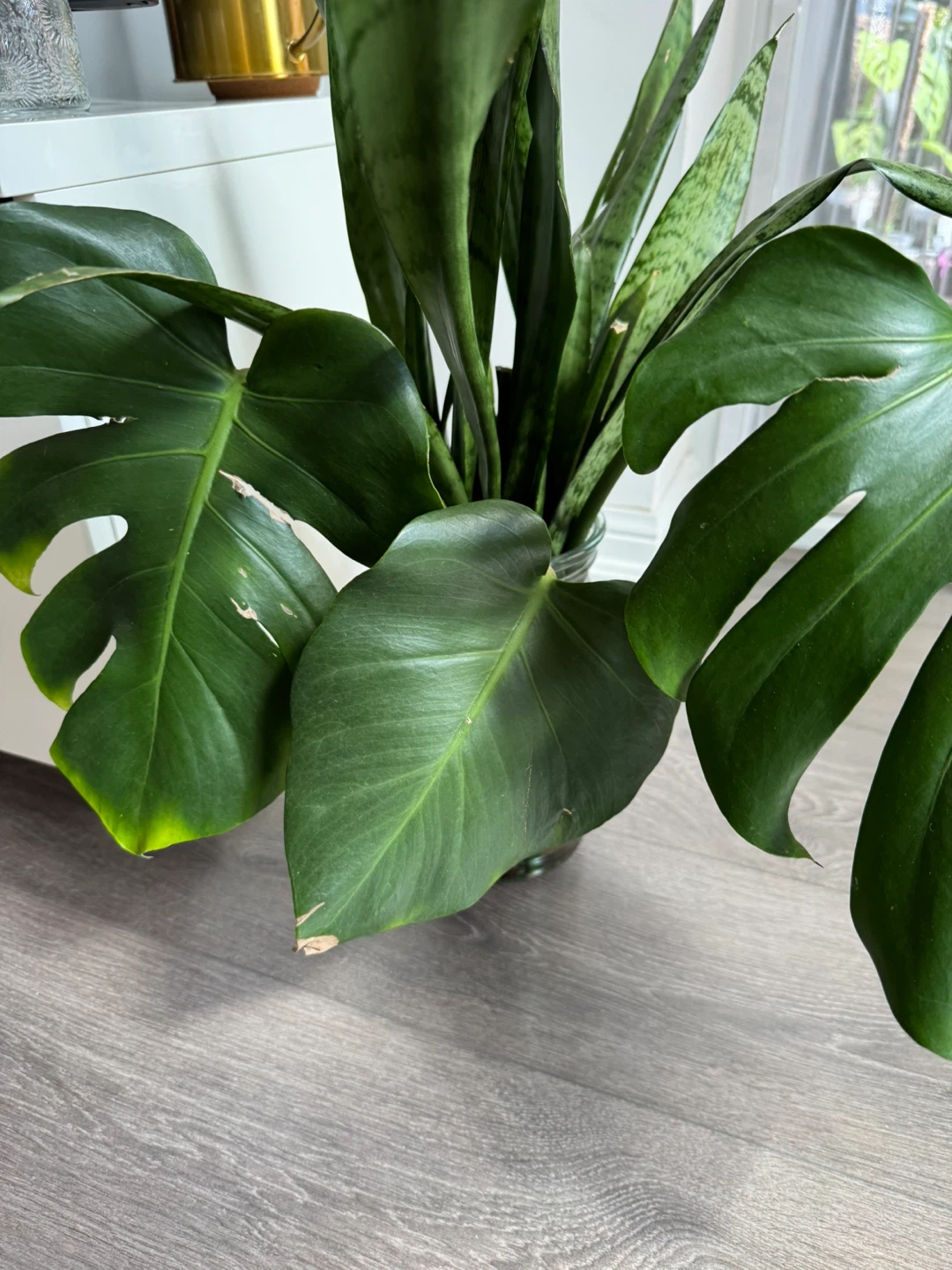 Monstera Deliciosa (Water Propagated) - photo 3