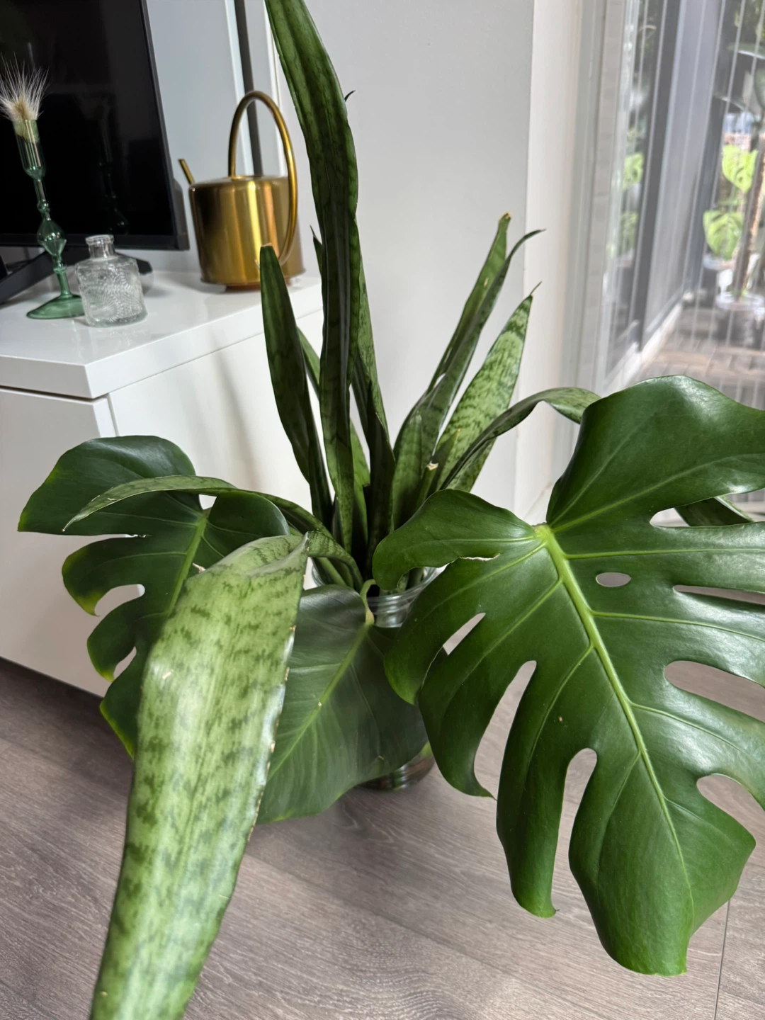 Monstera Deliciosa (Water Propagated) - photo 4