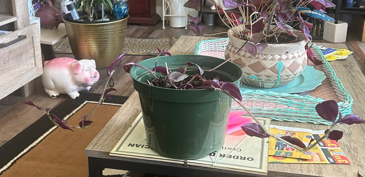 Starter Tradescantia Zebrina (Inch Plant / Wandering Dude)