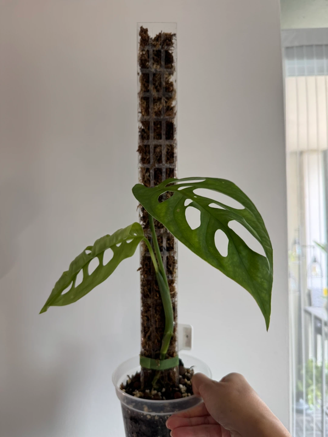 Monstera Esqueleto on Moss Pole - photo 2