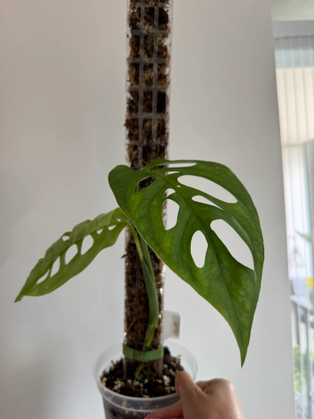 Monstera Esqueleto on Moss Pole