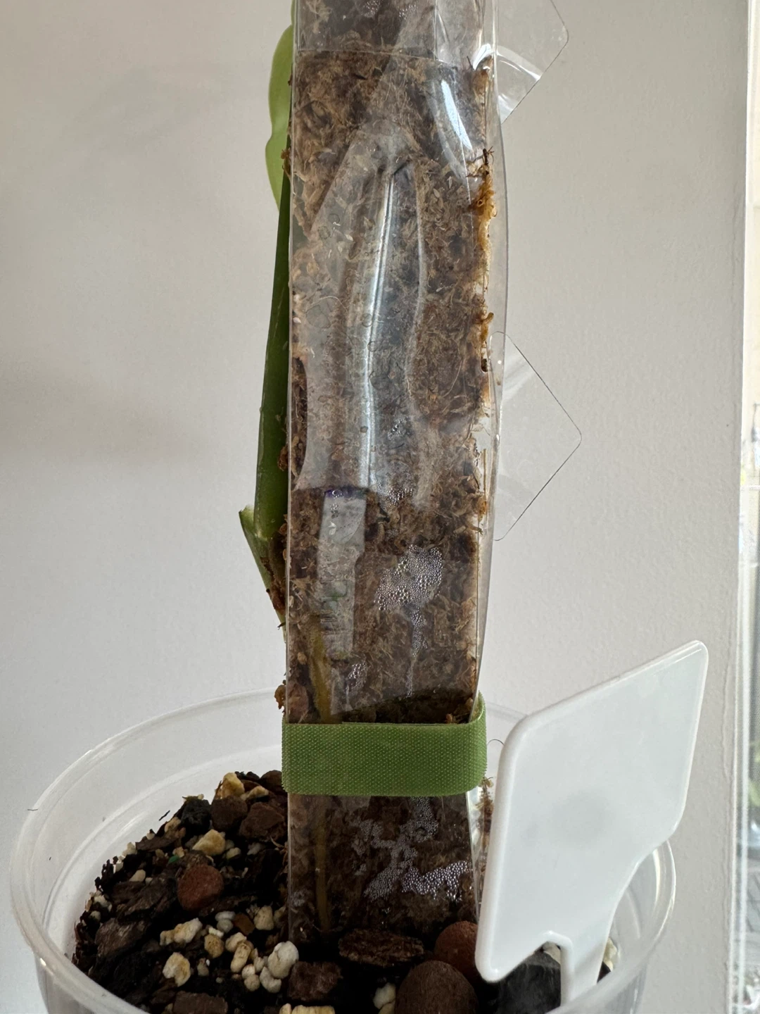 Monstera Esqueleto on Moss Pole - photo 3