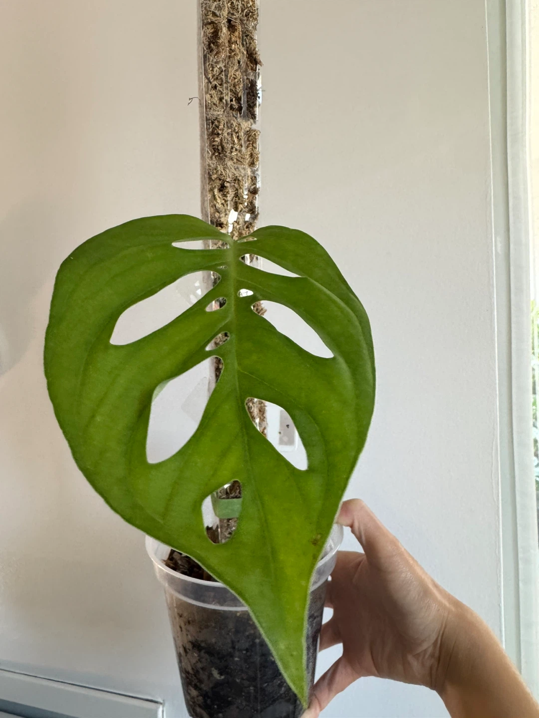 Monstera Esqueleto on Moss Pole