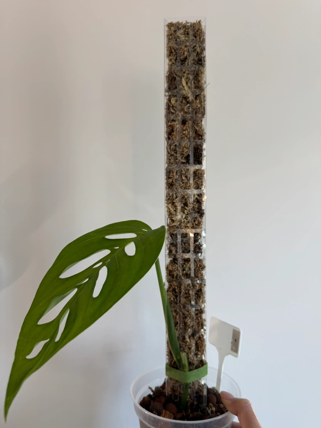 Monstera Esqueleto on Moss Pole - photo 2