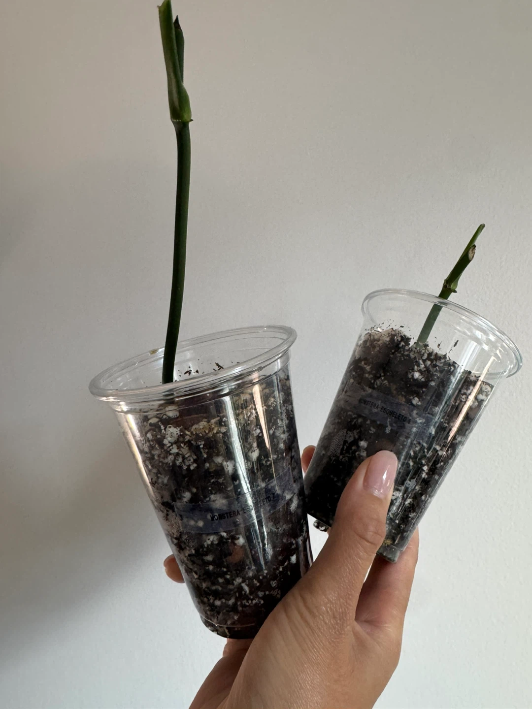 Monstera Esqueleto Nods