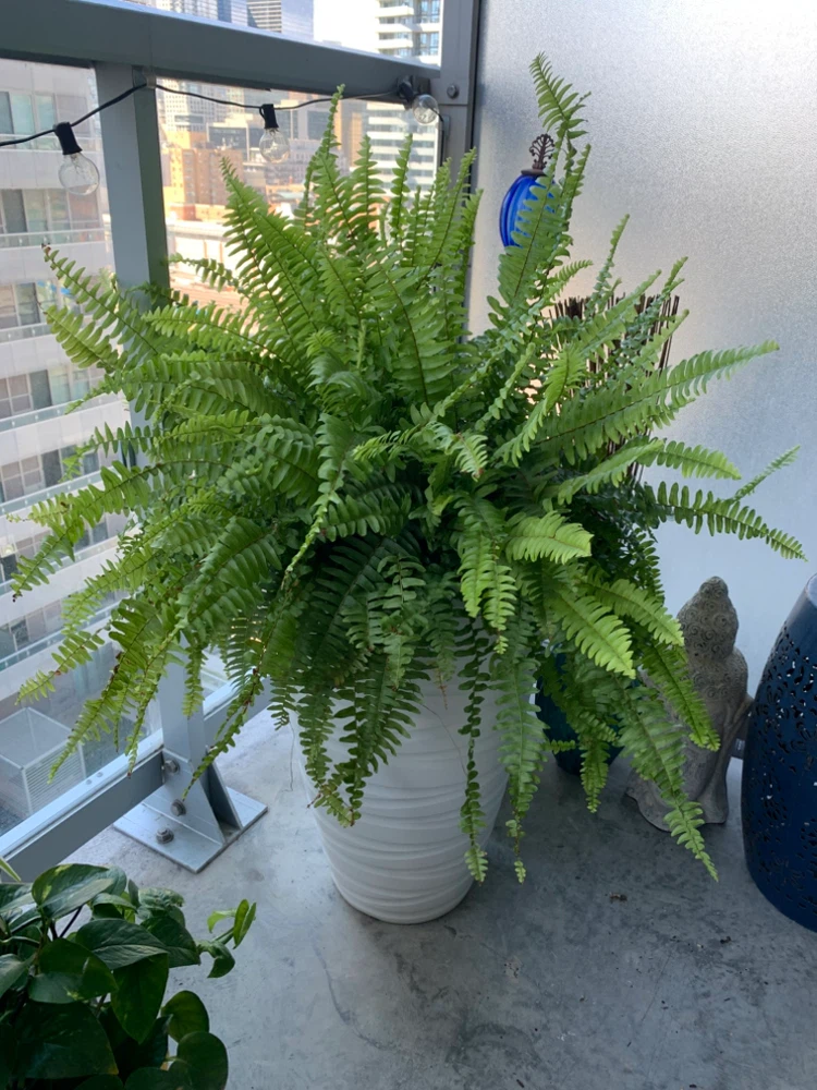 Stunning Oversized Ferns (x 2 available)
