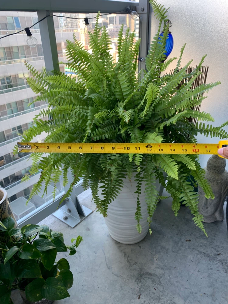 Stunning Oversized Ferns (x 2 available) - photo 2