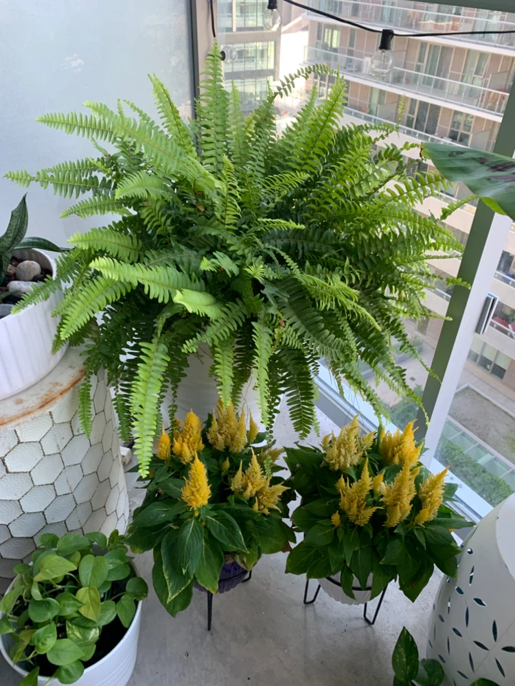 Stunning Oversized Ferns (x 2 available) - photo 3