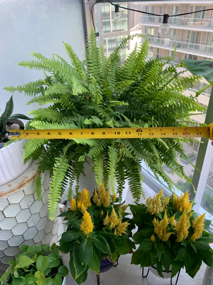 Stunning Oversized Ferns (x 2 available) - photo 4