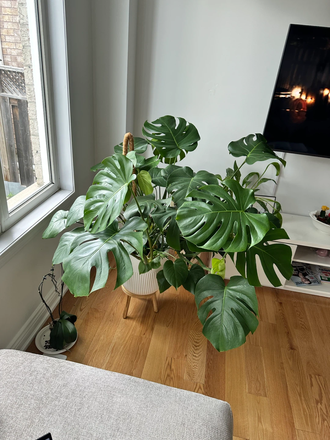 Large Monstera Plant in White Pot