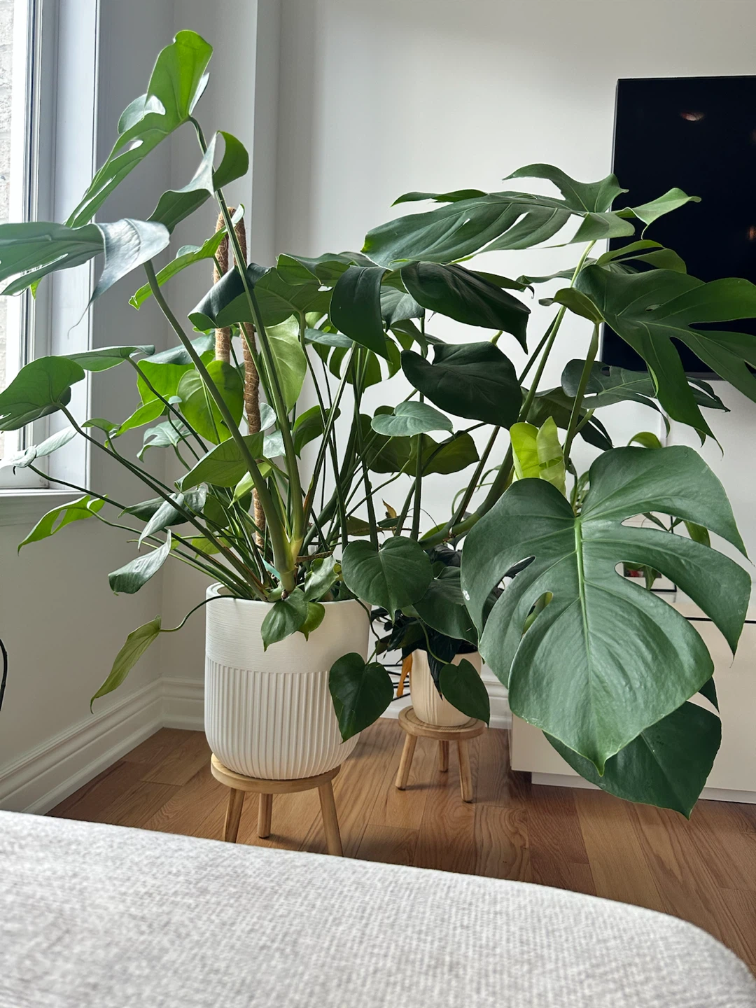 Large Monstera Plant in White Pot - photo 2