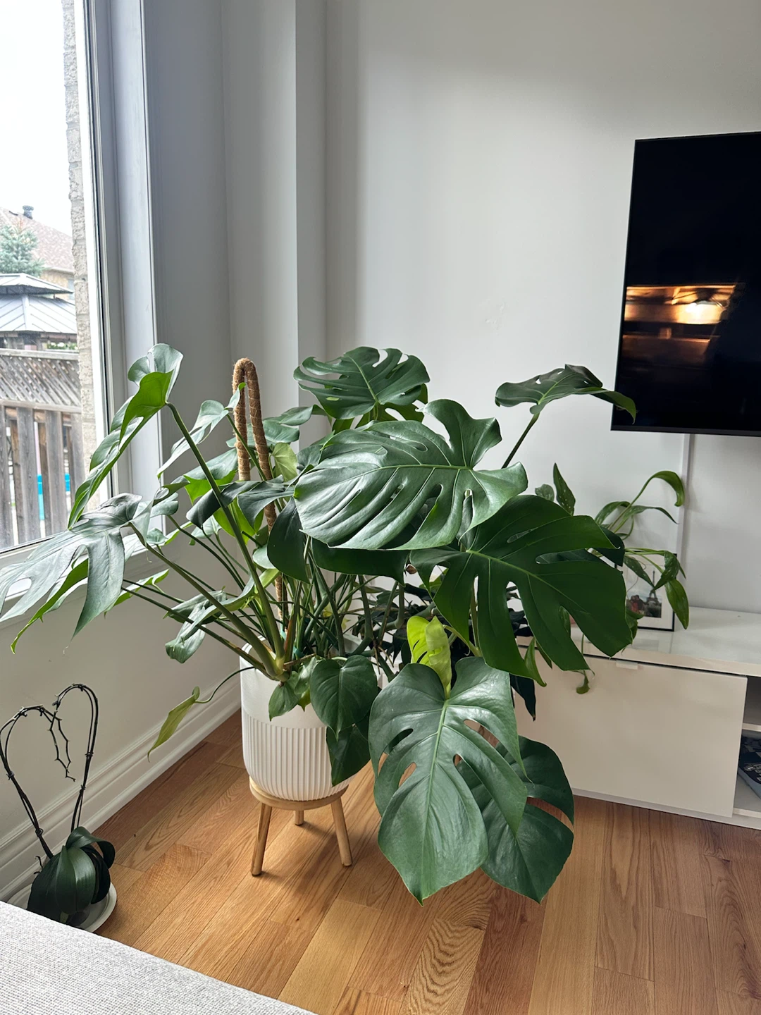 Large Monstera Plant in White Pot - photo 3