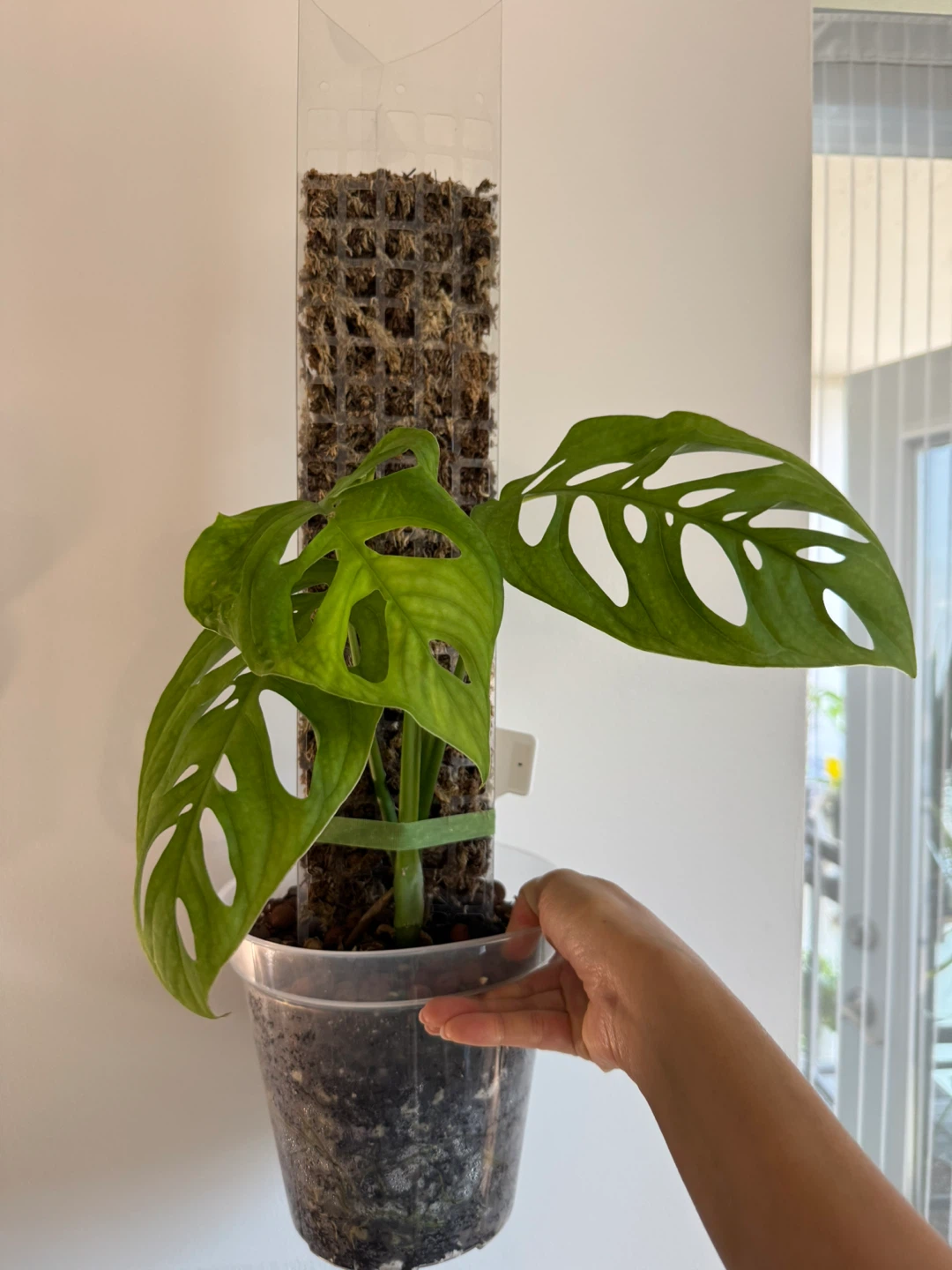 Monstera Esqueleto on Moss Pole