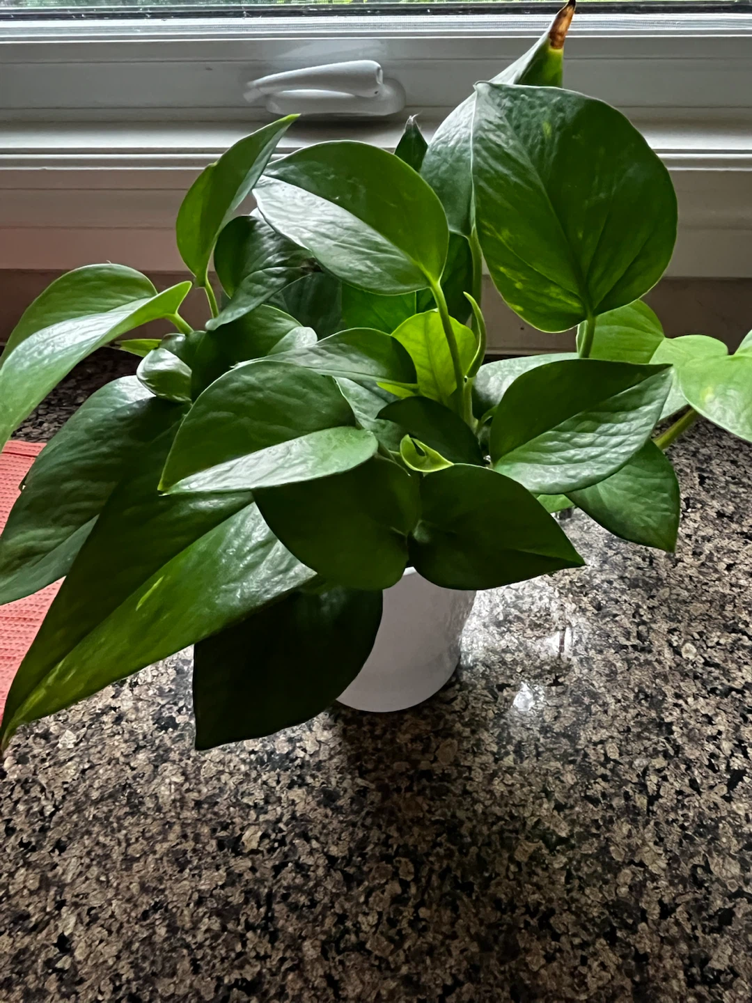 Large Full Pothos Plant – Grown in LECA | Healthy & Lush