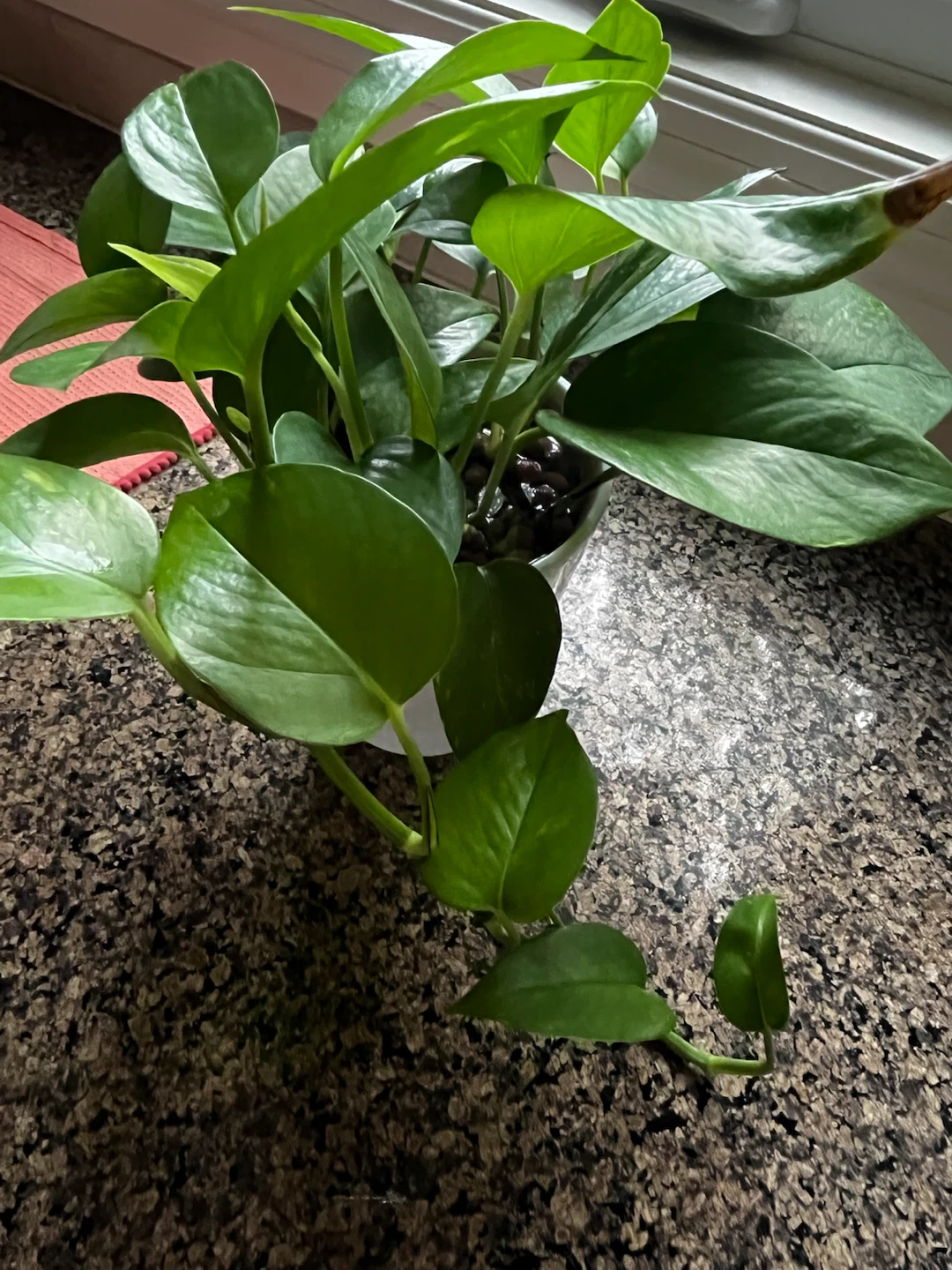 Large Full Pothos Plant – Grown in LECA | Healthy & Lush - photo 2
