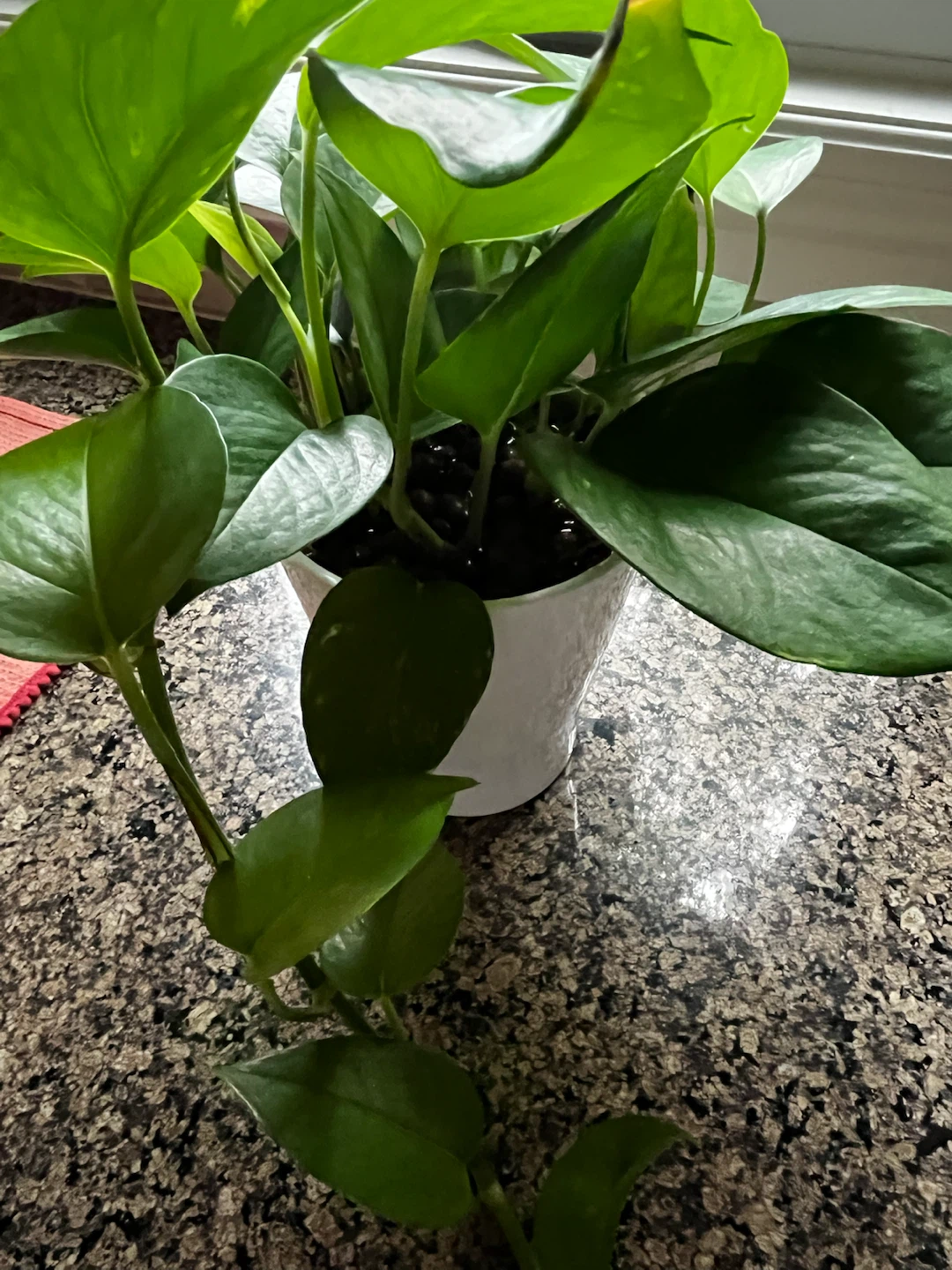 Large Full Pothos Plant – Grown in LECA | Healthy & Lush - photo 3