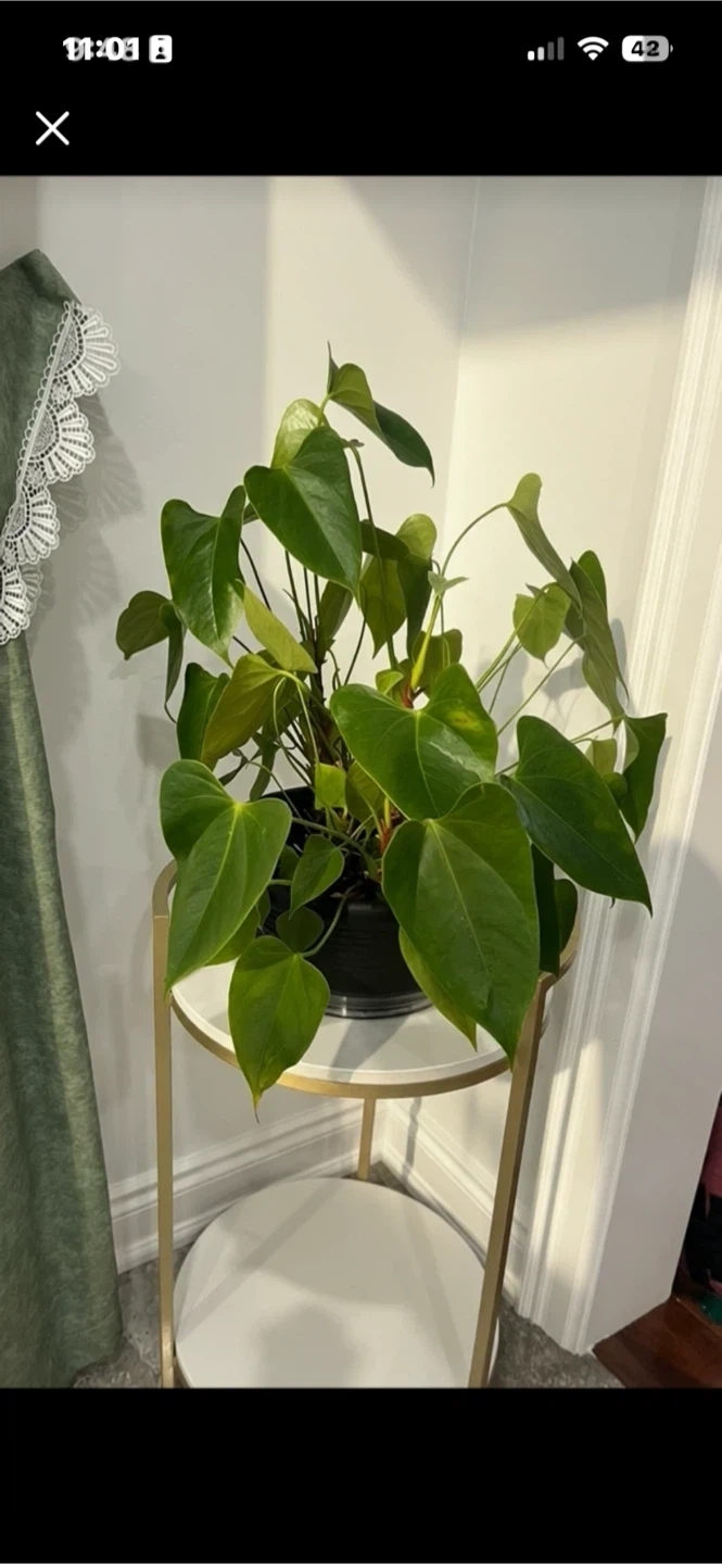 Anthurium Plant