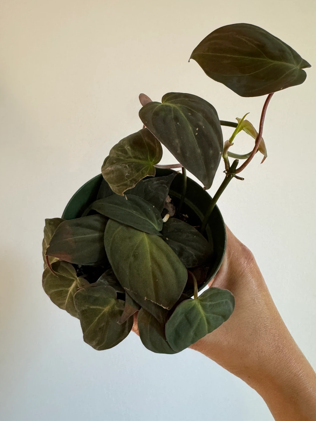 Philodendron Mican
