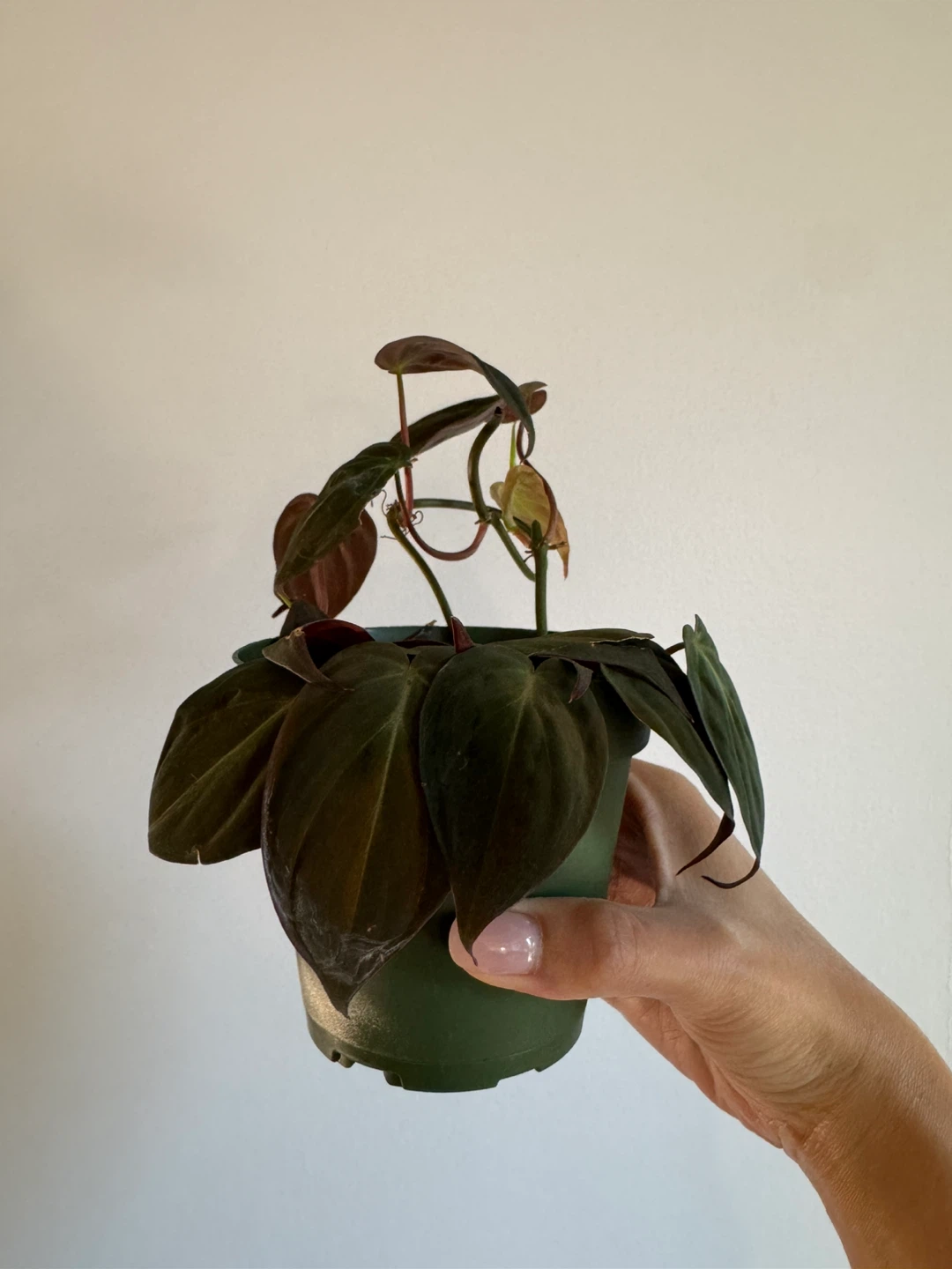 Philodendron Mican - photo 2