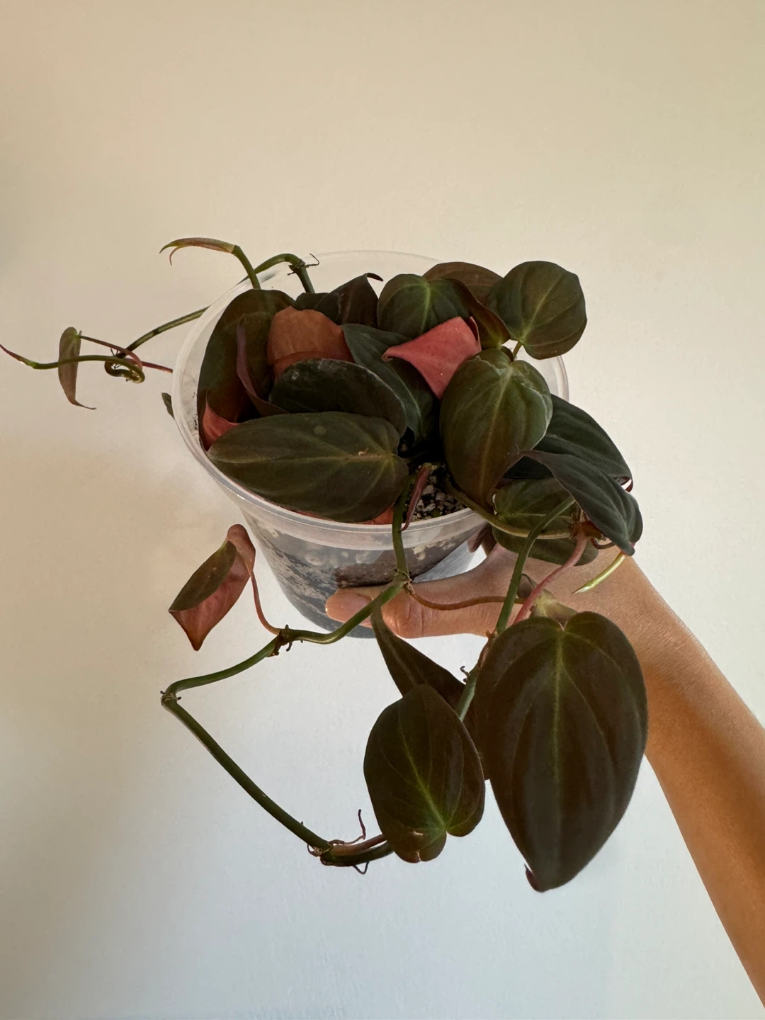 Philodendron Mican