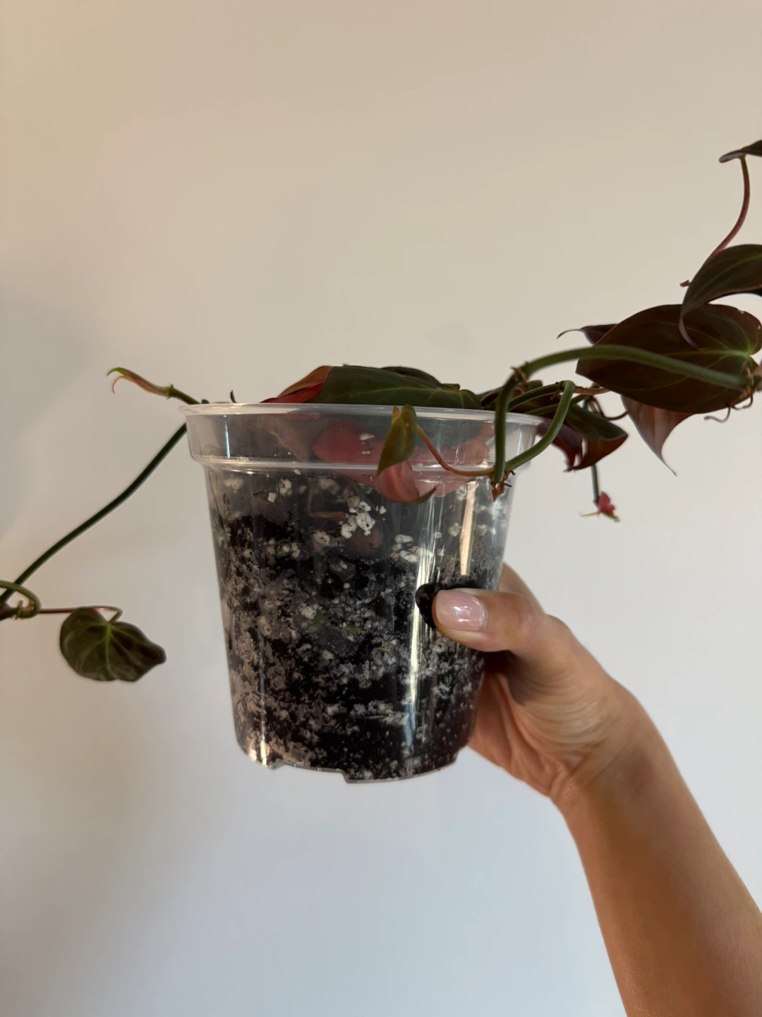 Philodendron Mican - photo 2