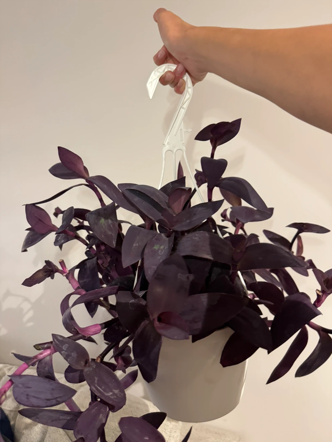 Tradescantia Purple Heart - photo 2