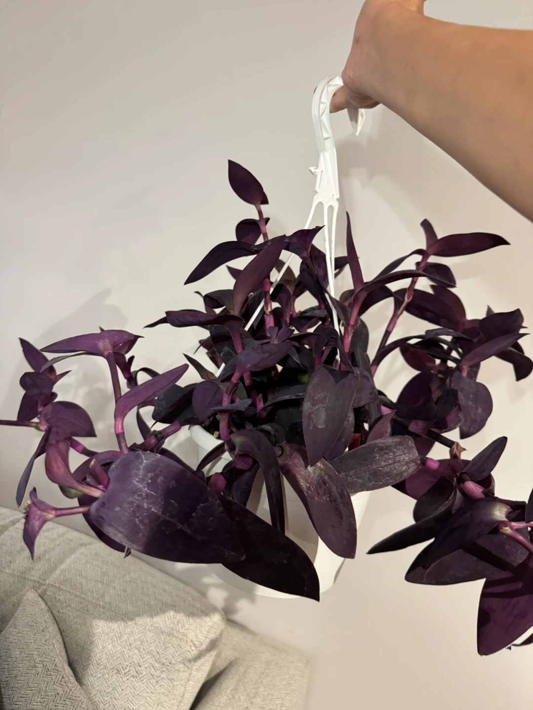 Tradescantia Purple Heart