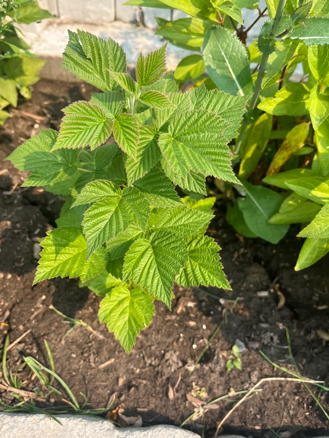 Young Raspberry plant