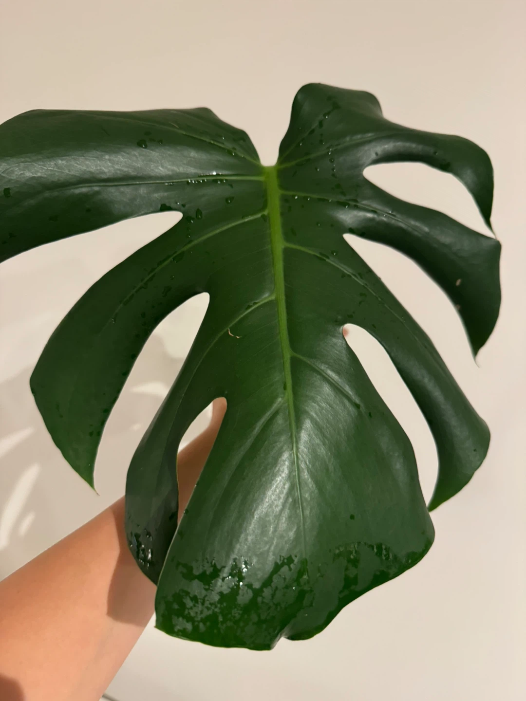 Monstera Deliciosa