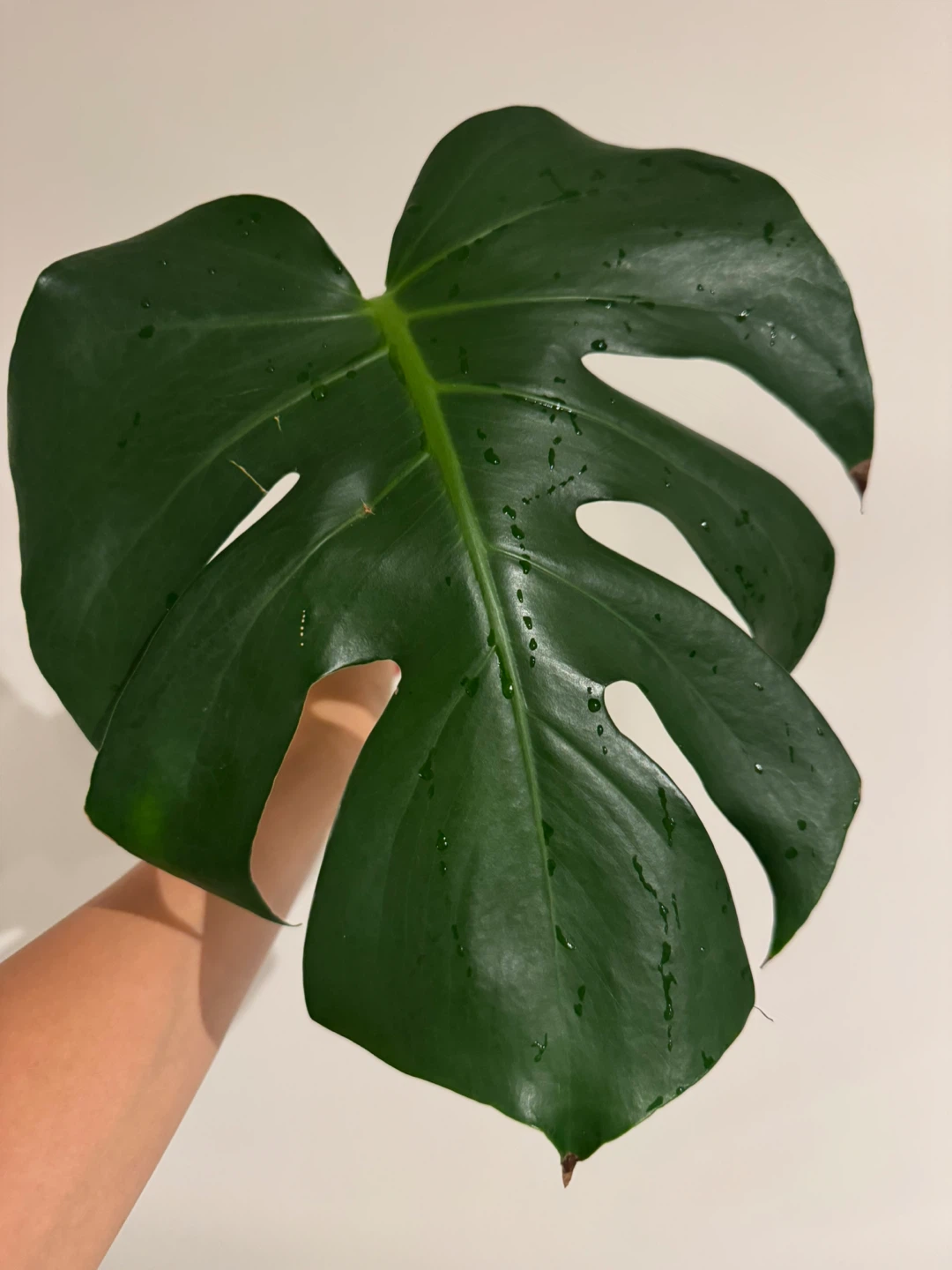 Monstera Deliciosa - photo 2