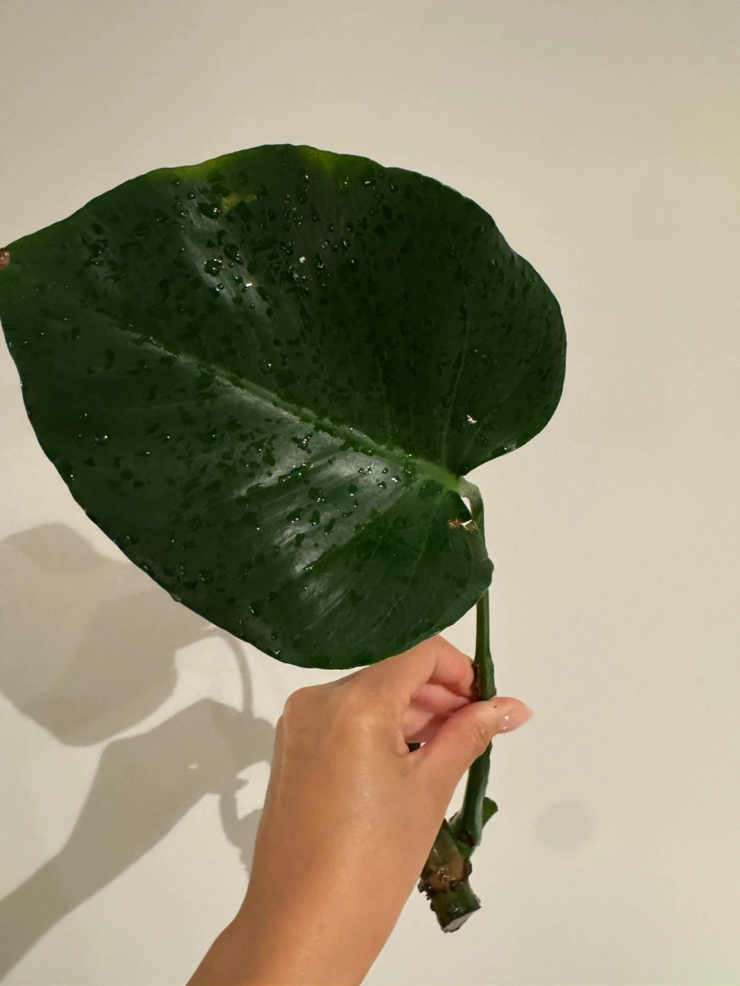 Monstera Deliciosa - photo 3